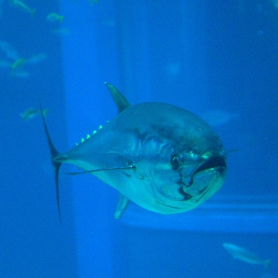 blue fin tuna Jiro Ono Concerns