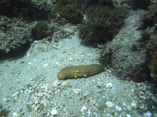 Warty Sea Cucumber by robanhk