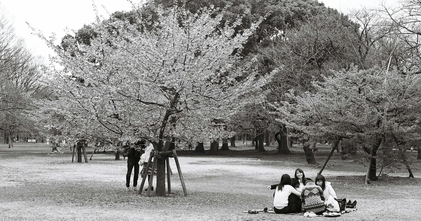 Black and white photo of friends enjoying a picnic under cherry blossoms in Tokyo.