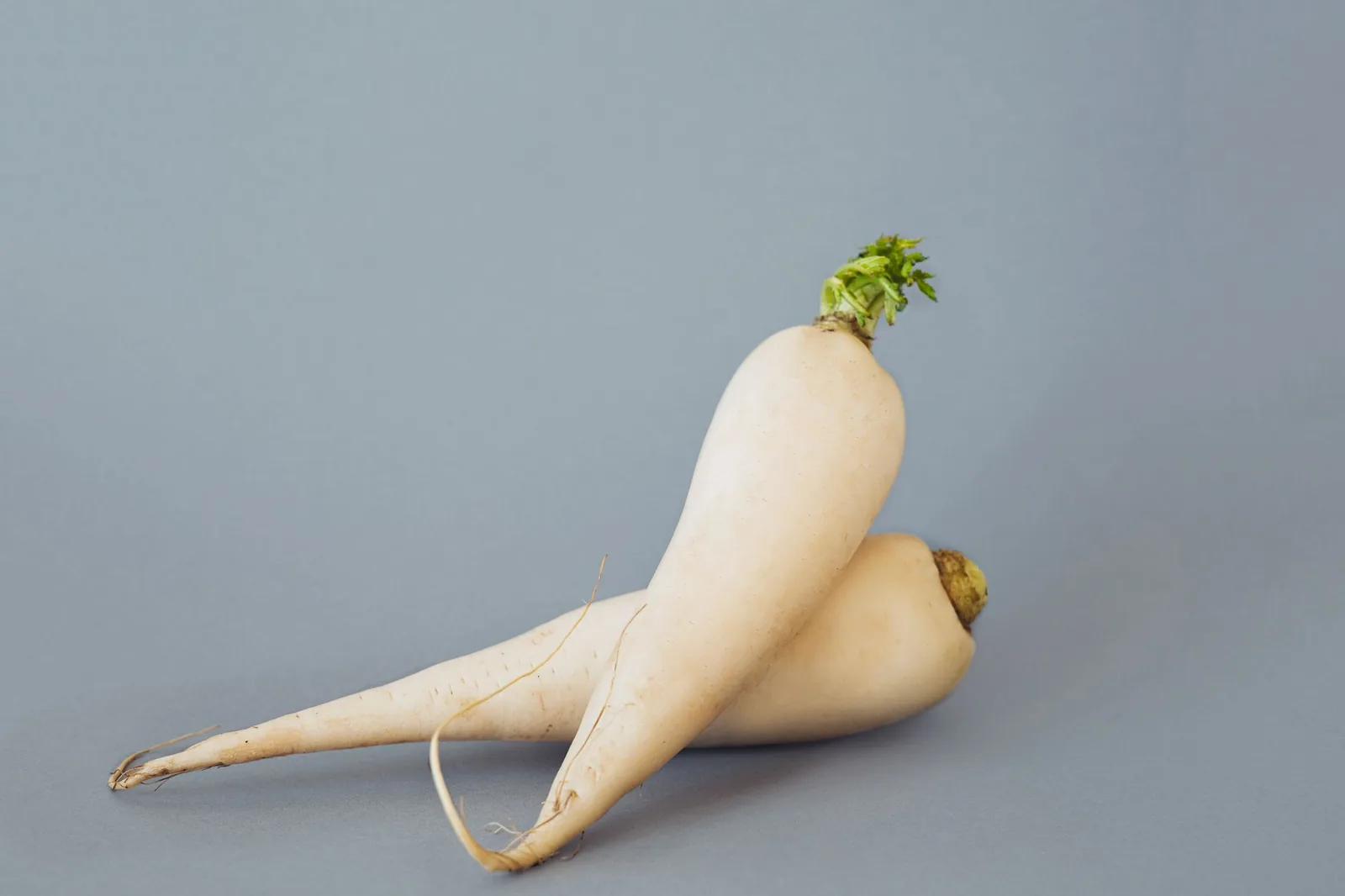 Two fresh daikon radishes on a grey background