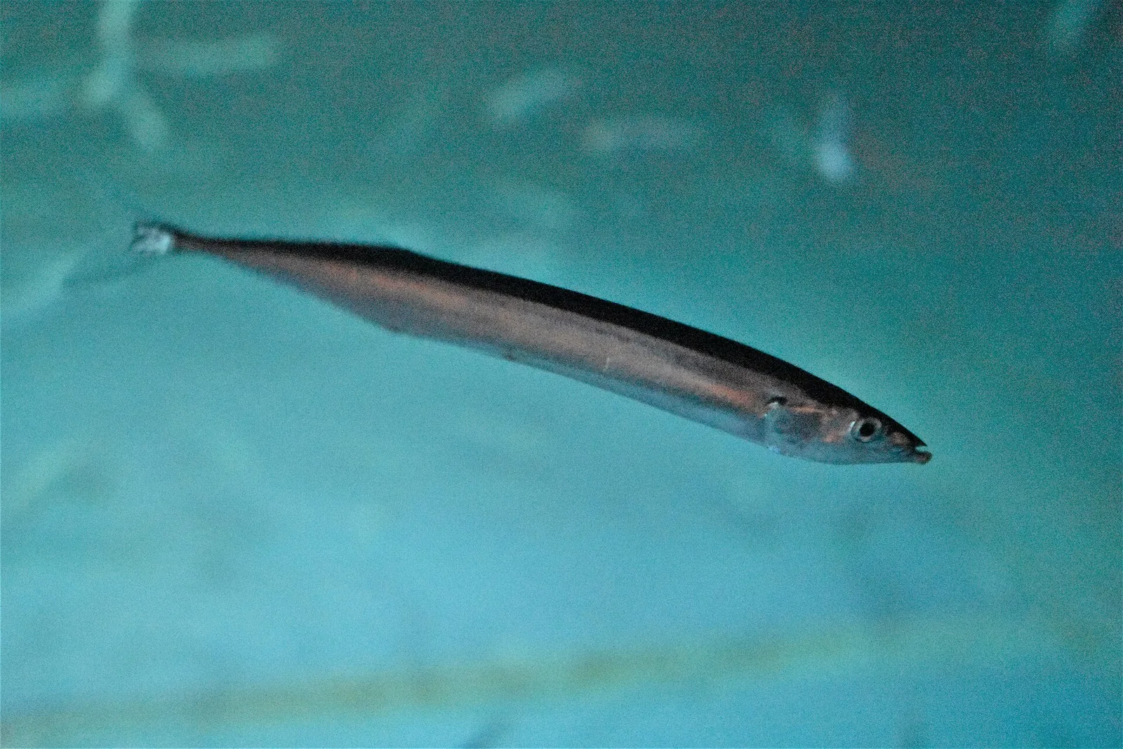 A slim silver Pacific saury swimming in a tank