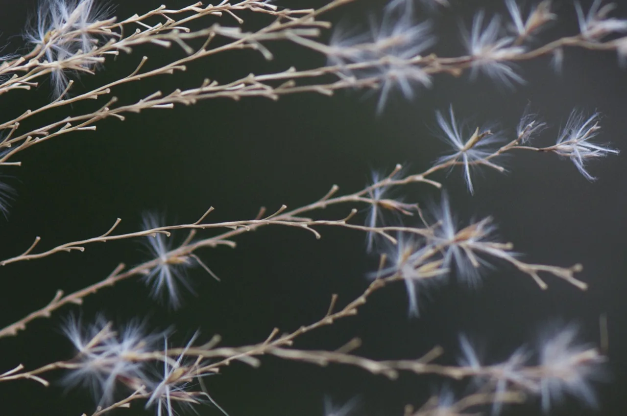 Backlit silver plumes of susuki, Japanese pampas grass, against a dark background.