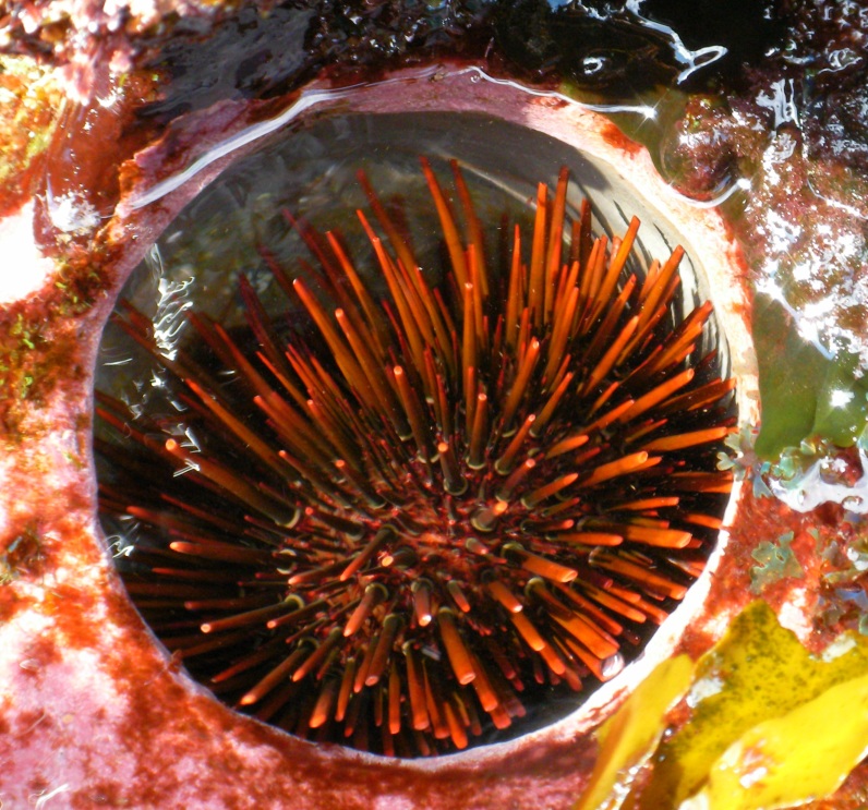 sea urchin sashimi taste