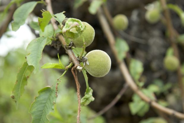 Ume Fruit