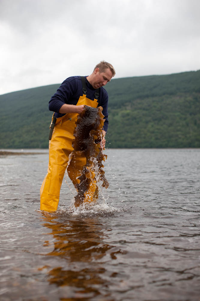 Seaweed Harvest