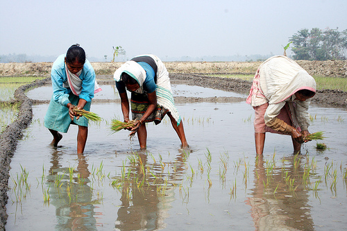 Cultivation by Diganta Talukdar