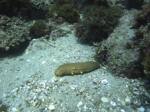 Health Benefits In Sea Cucumbers Pogogi Japanese Food