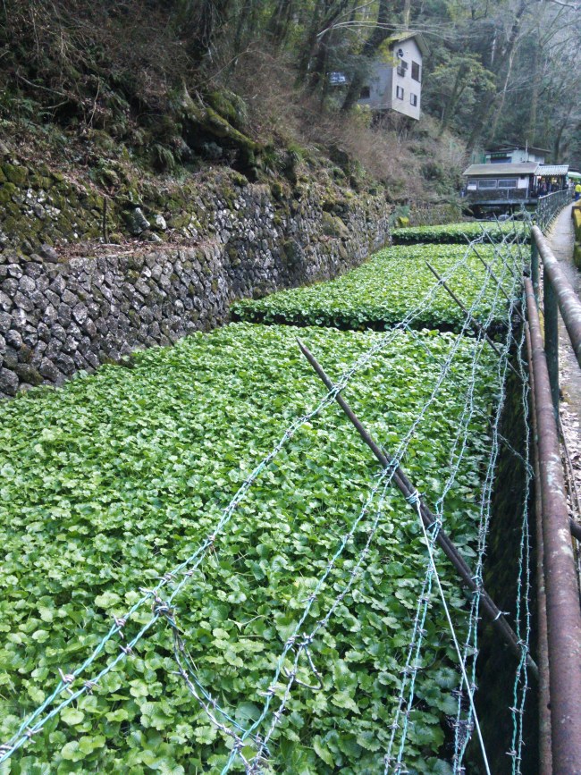 Wasabi Farm in Izi Penisula, Mount Amagi