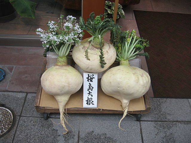 Sakurajima radish for pickling