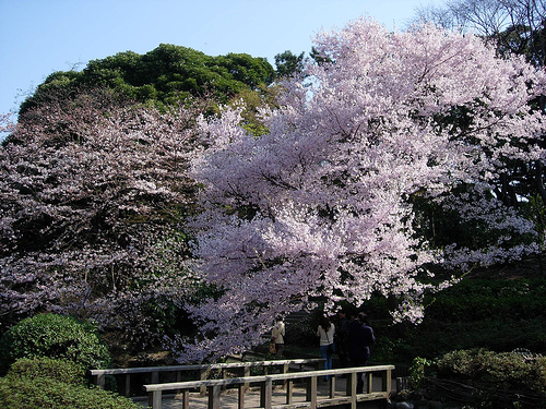 Shinjuku Gyoen by solution_63, on Flickr