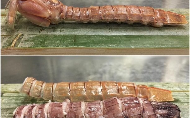 Squilla - Mantis Shrimp That Taste Like Lobster | POGOGI Japanese Food