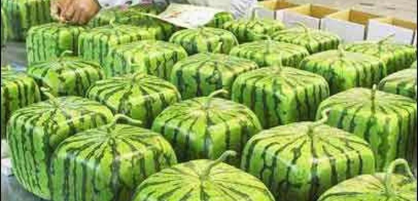 why-are-watermelons-in-japan-square-shaped-pogogi-japanese-food