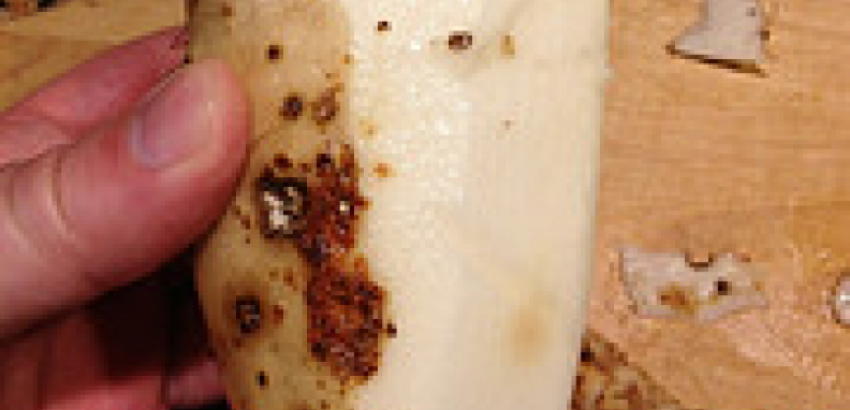 Nagaimo Yam